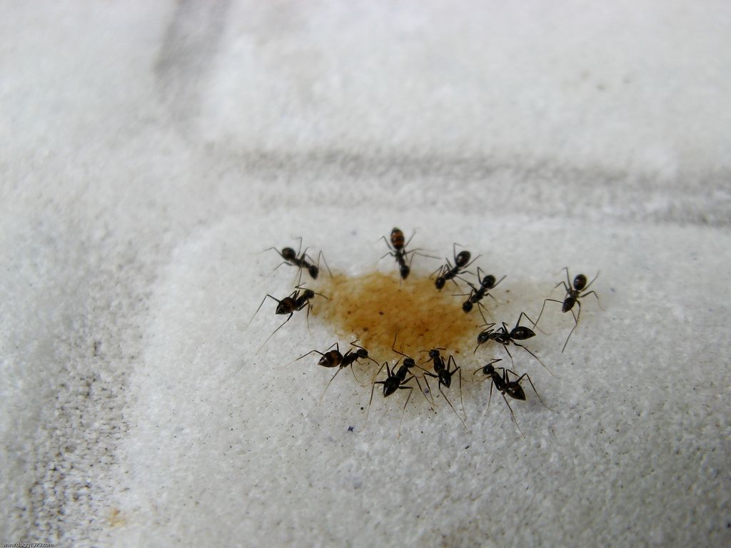 3 Ways to Kill Sugar Ants