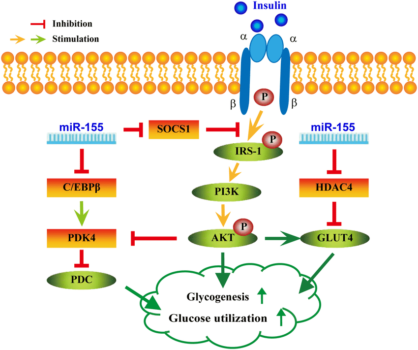 A proposed model on the positive roles of miR