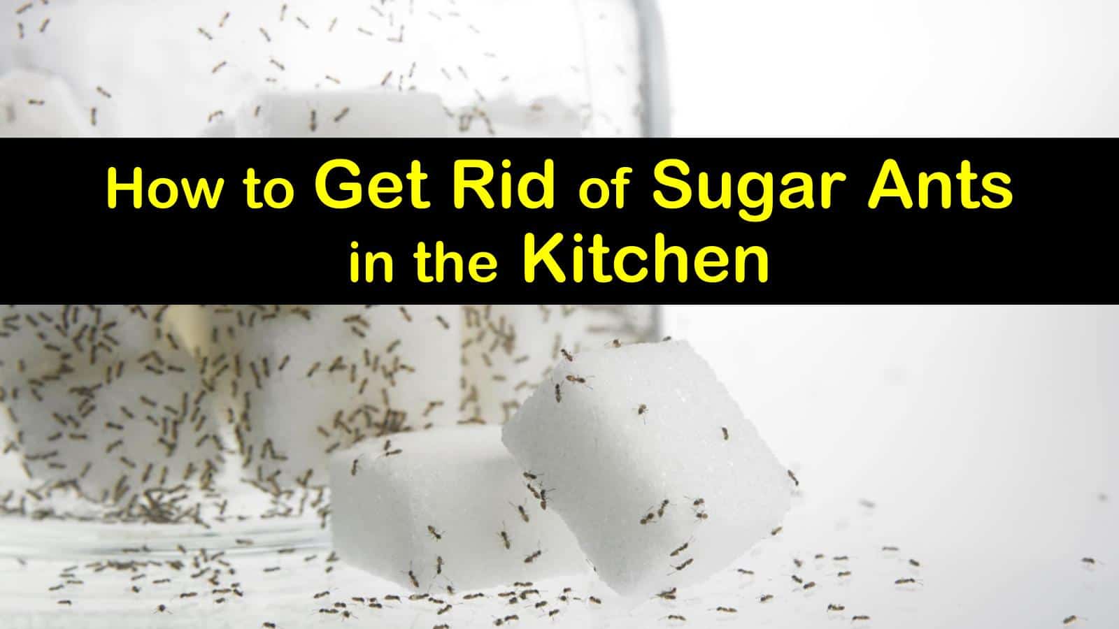 Ant Infestation In Kitchen