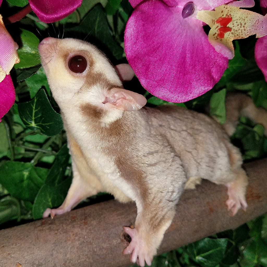 Complete Guide to the Red Sugar Glider