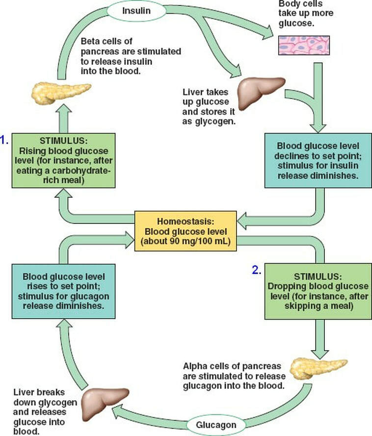 Endocrine and Homeostasis physio