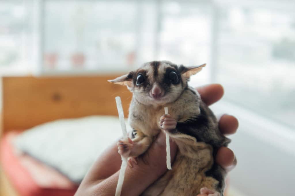 How Much do Sugar Gliders Cost? [Full Expenses Breakdown ...