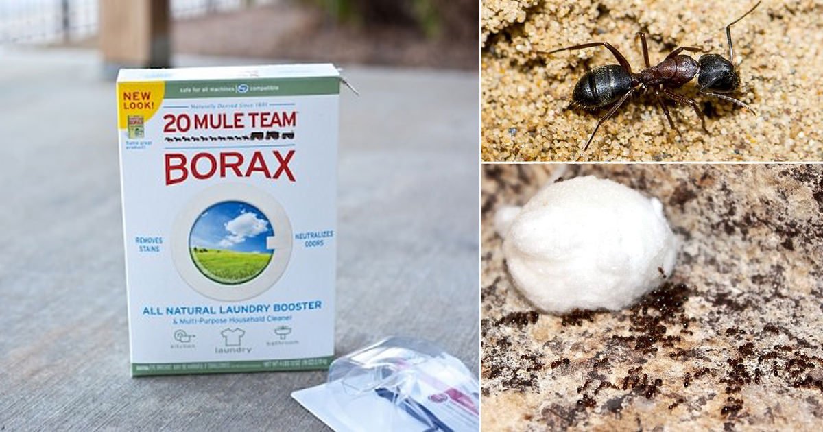How to Get Rid of Ants With Borax + Prevention Tips ...
