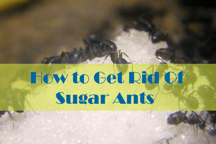 How To Get Rid of Sugar Ants In The House (With images ...