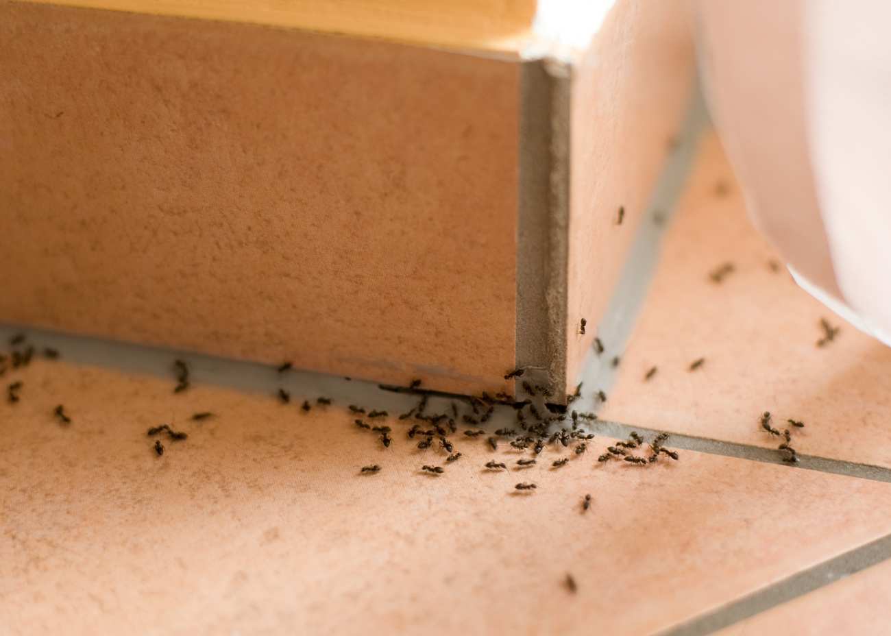 How to Kill Sugar Ants?