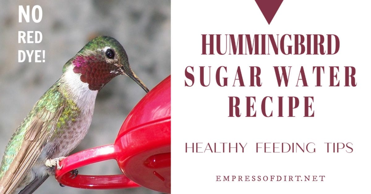 How to Make Sugar Water for Hummingbirds