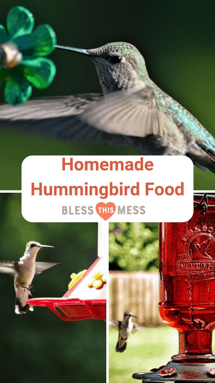 Two ingredients to the best homemade hummingbird food ...